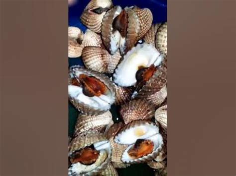 bakalan shell in english|basahan in English .
